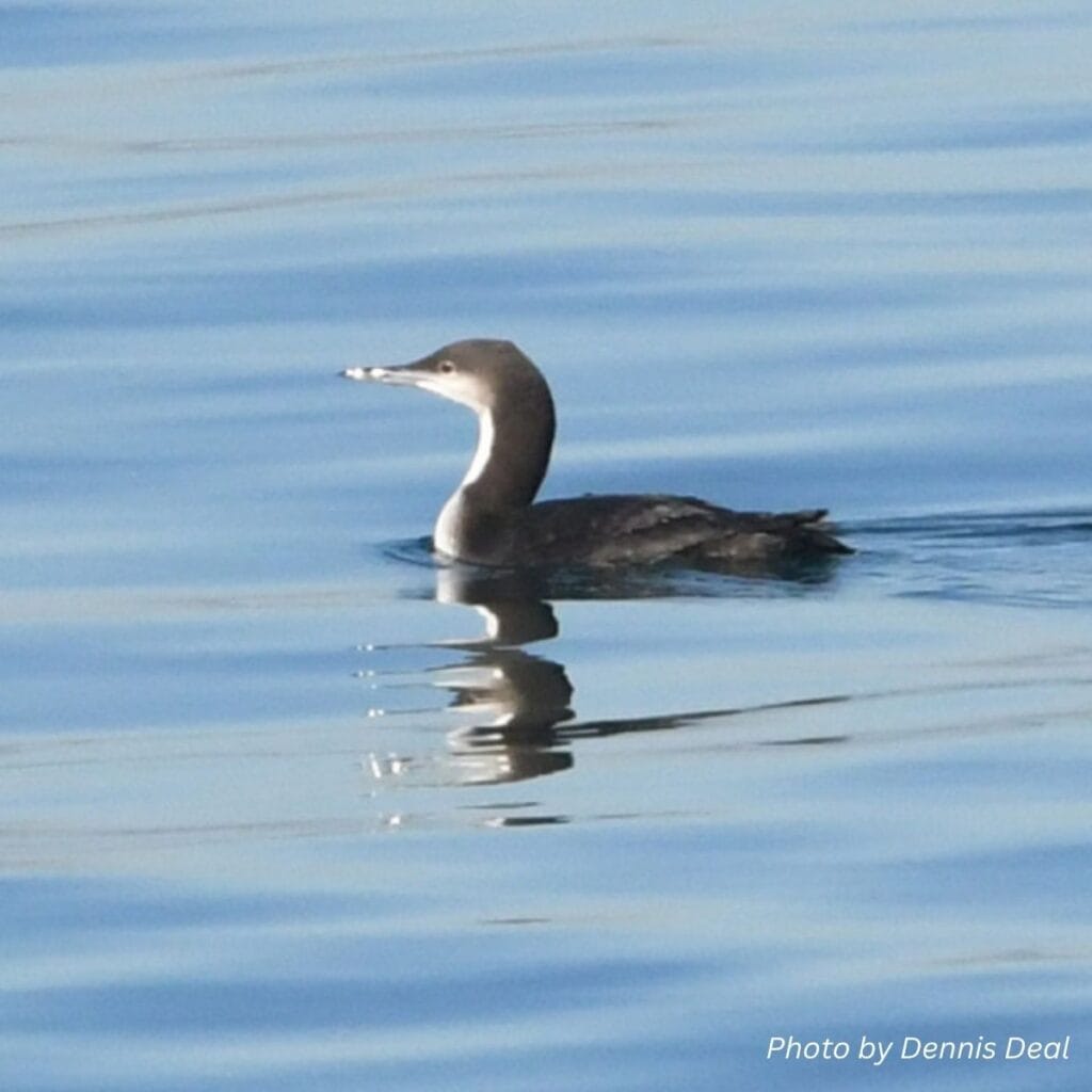 Birdwatching In Orange County Dennis Deal