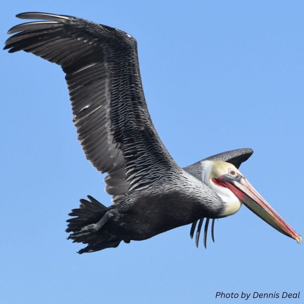 Birdwatching in orange county - pelican