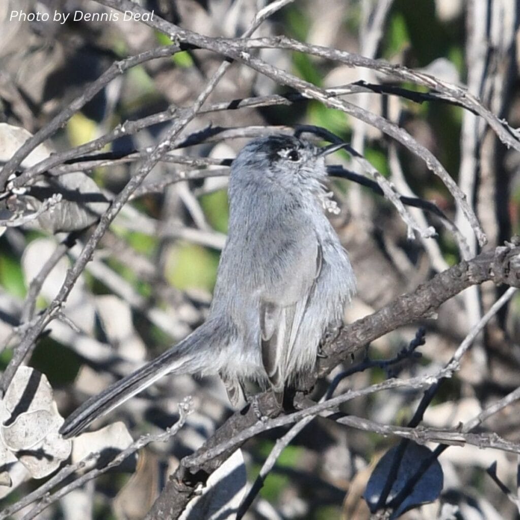 Bird watching in OC